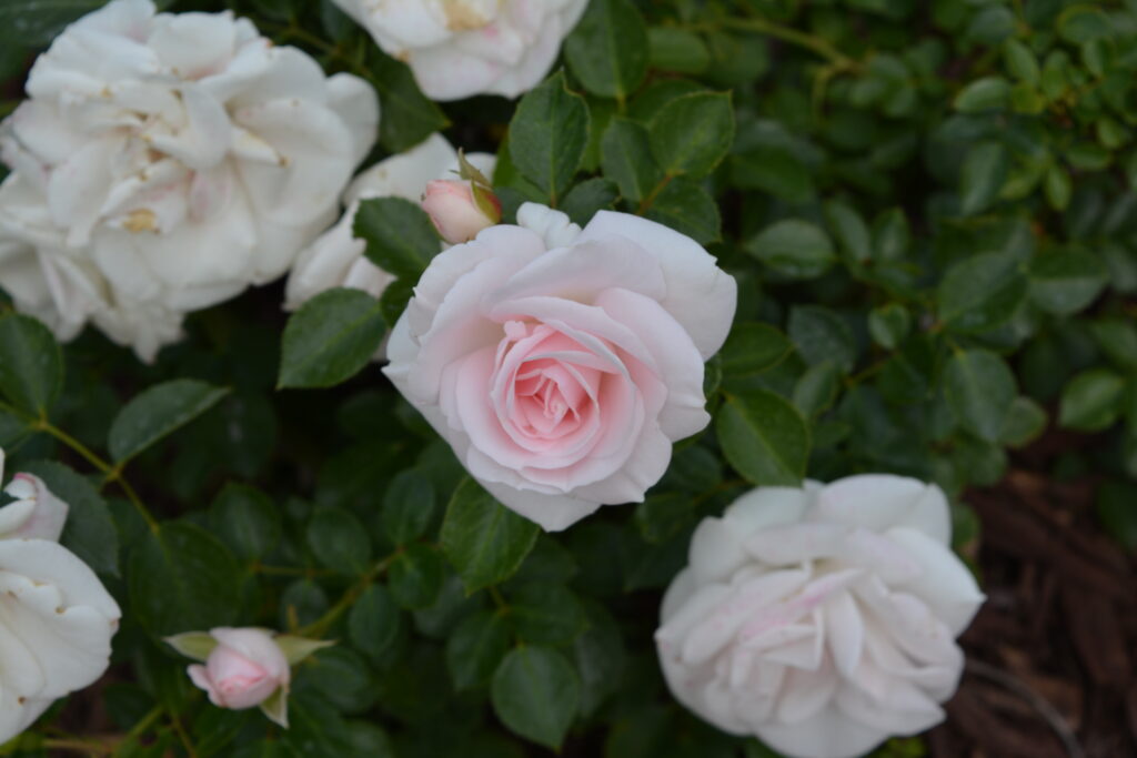 white rose bush 