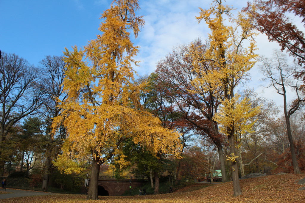 Caitlin Hartley of Styled American yellow trees in Central Park