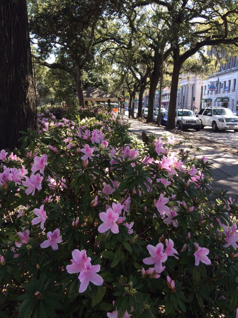 Caitlin Hartley of Styled American Savannah pink flowers