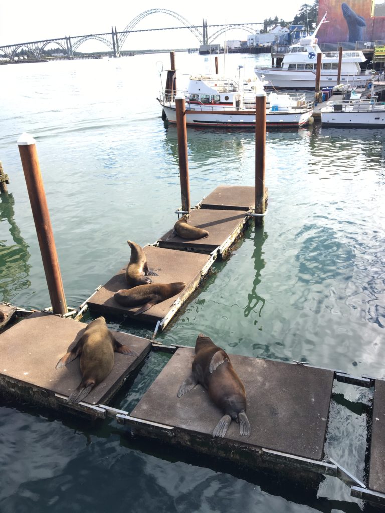 Caitlin-Hartley-of-Styled-American-oregon-sea-lions