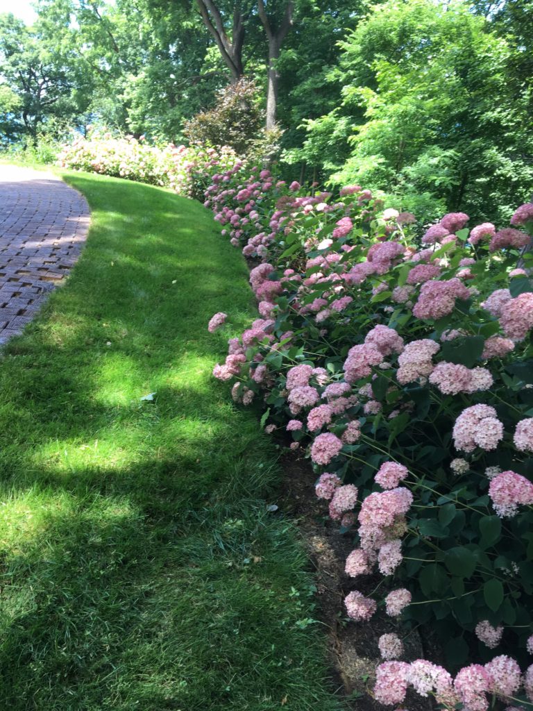 Caitlin-Hartley-of-Styled-American-pink-hydrangeas-in-wisconsin