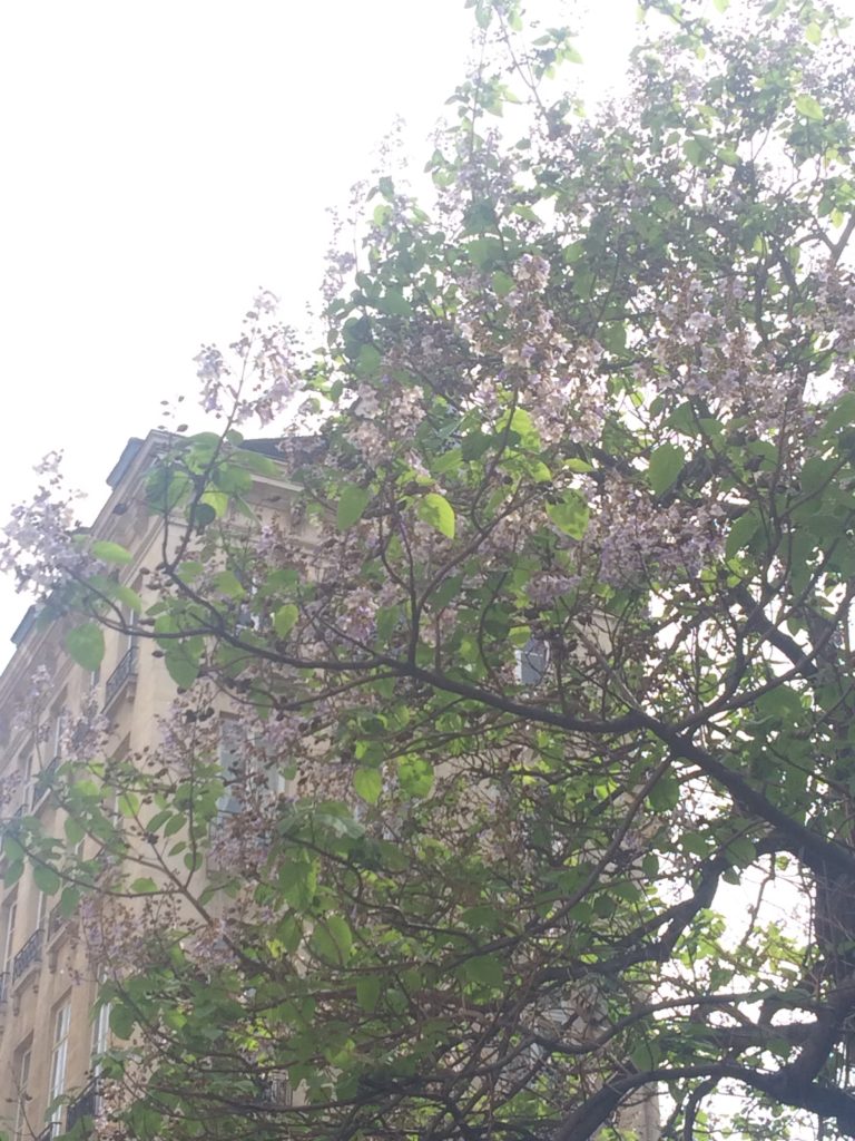 blooming-trees-in-paris