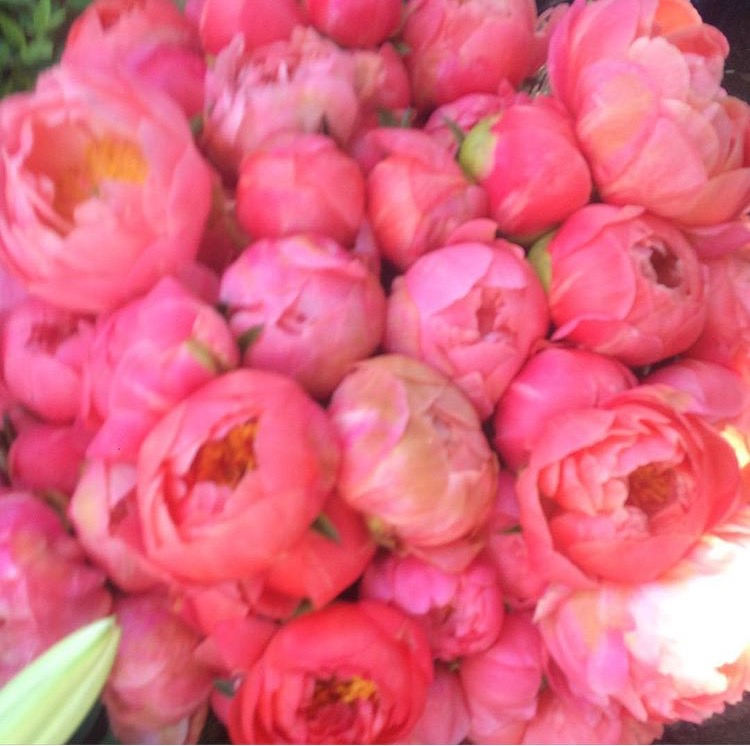 big-pink-peonies