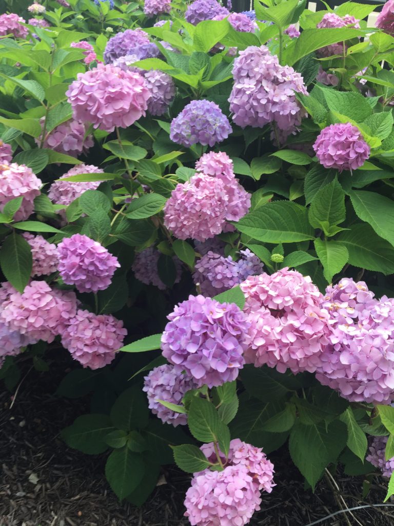 pink-purple-hydrangeas 