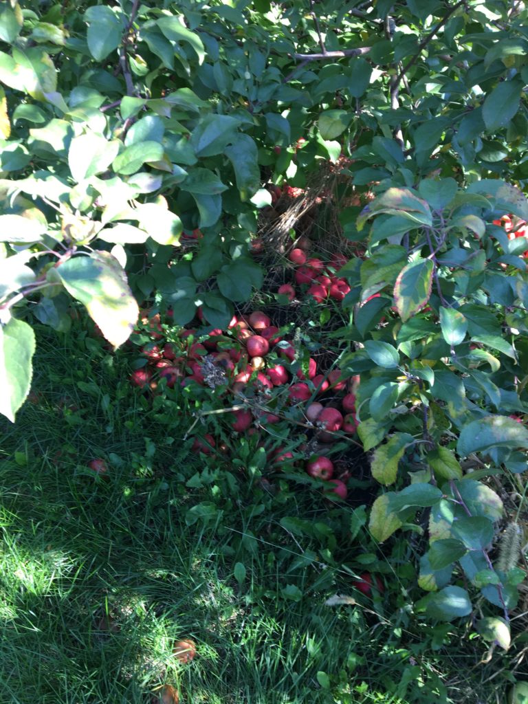 apples-at-apple-orchard http://styledamerican.com/apple-orchard-and-pumpkin-patch/