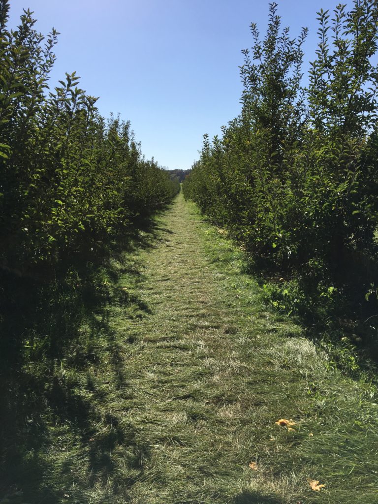 apple-orchard http://styledamerican.com/apple-orchard-and-pumpkin-patch/