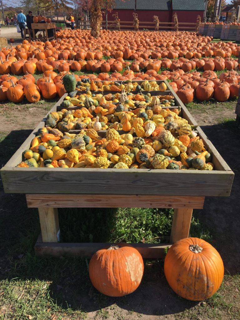 rows-of-pumpkins http://styledamerican.com/apple-orchard-and-pumpkin-patch/