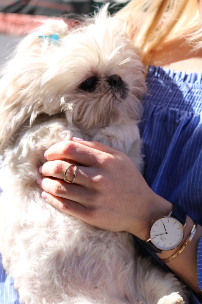 shih-tzu-in-owners-arms http://styledamerican.com/ellies-story/