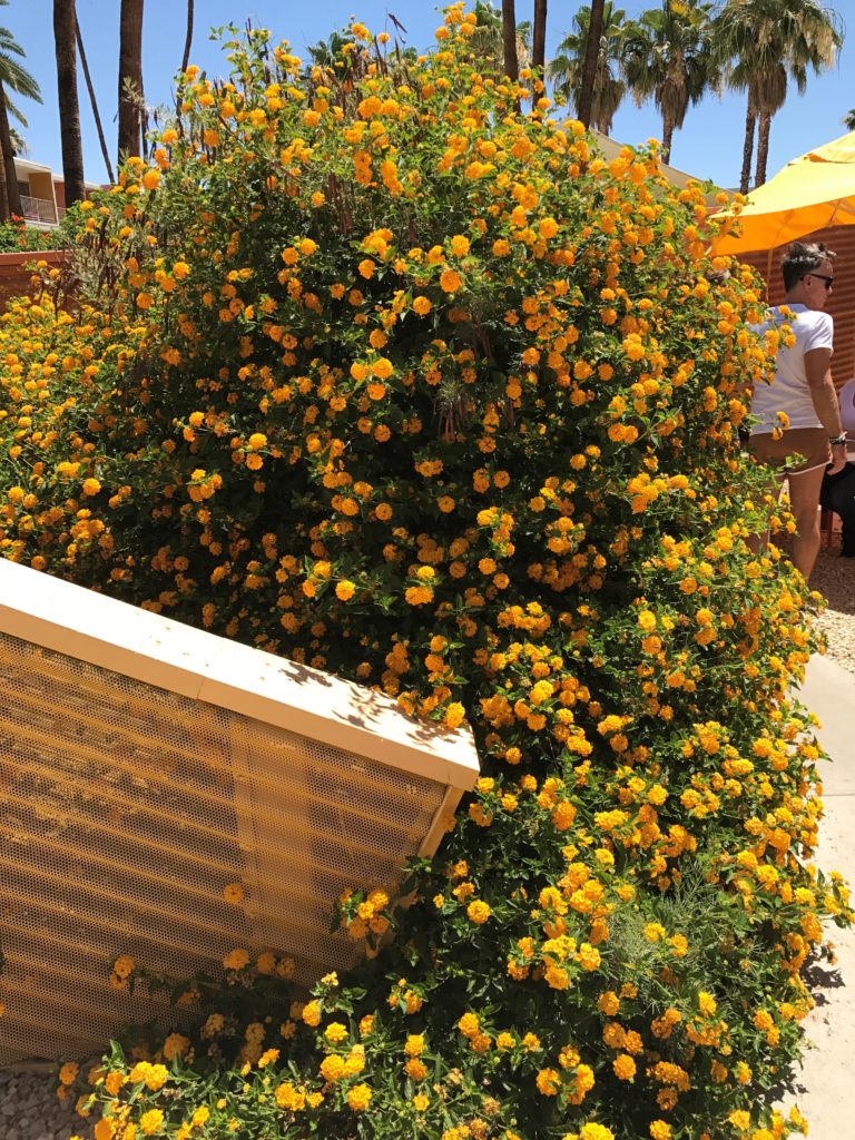 yellow flowers at the saguaro palm springs