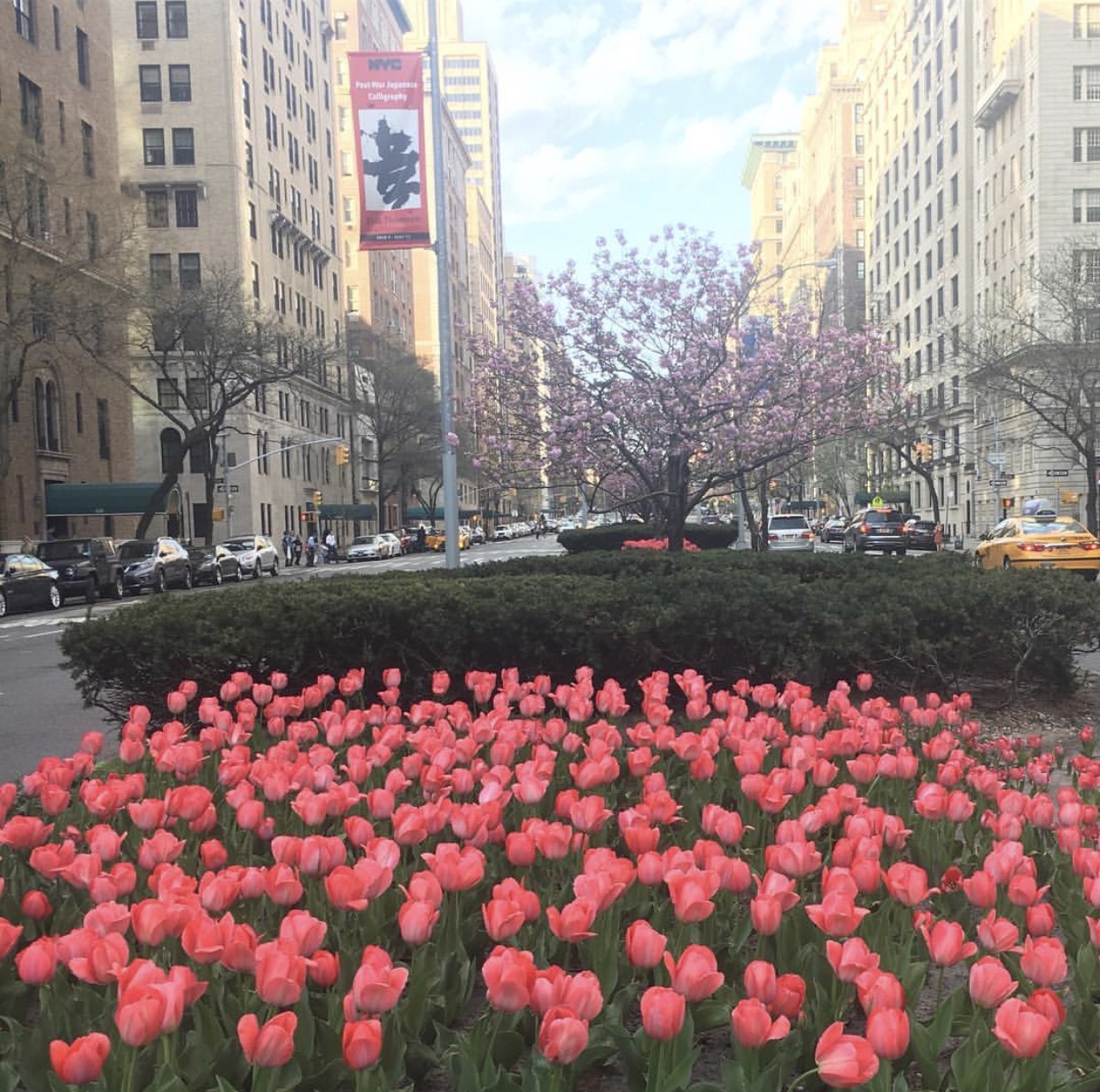 pink tulips on Park Avenue in NYC