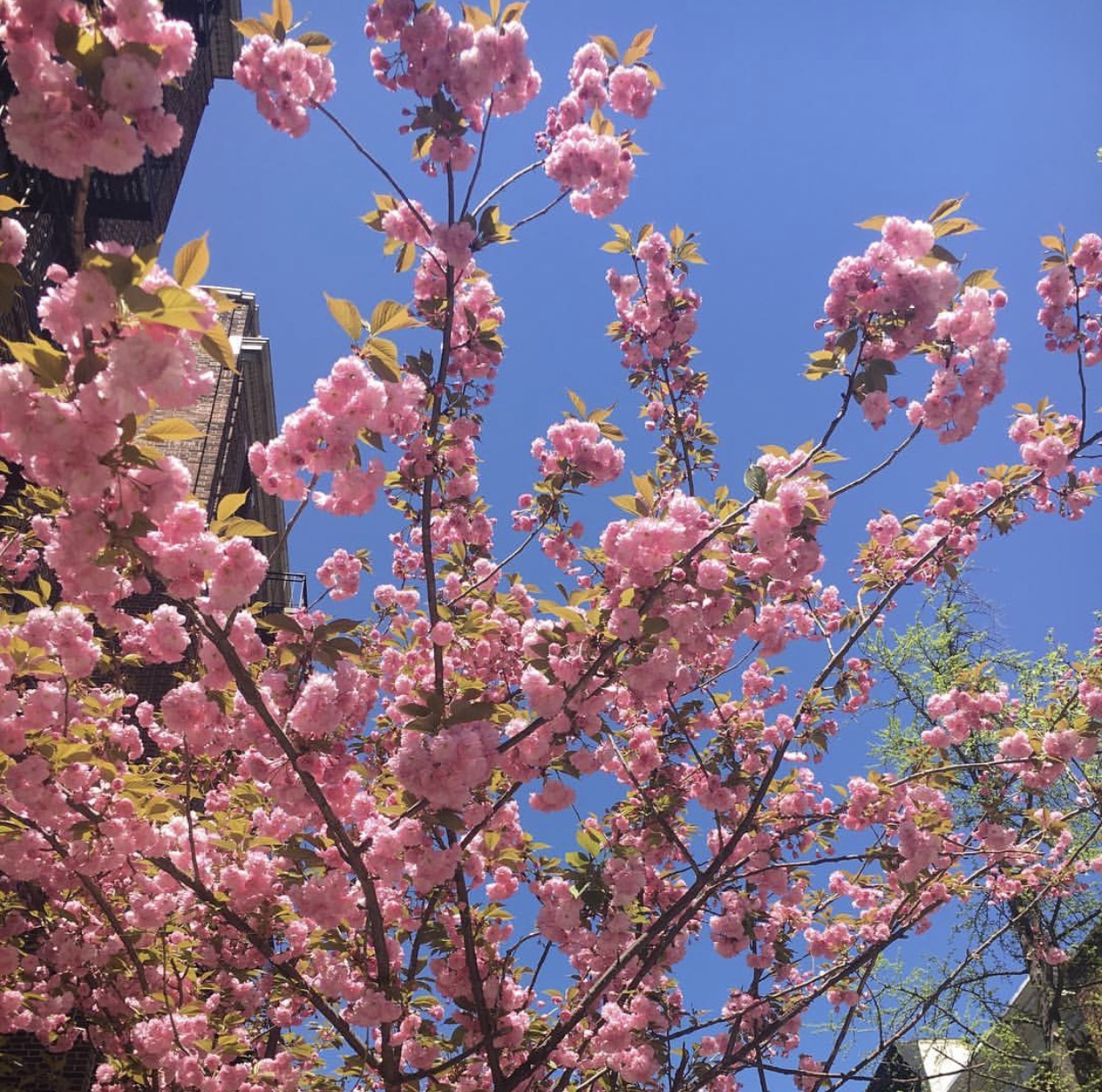 pink rose blossoms in NYC