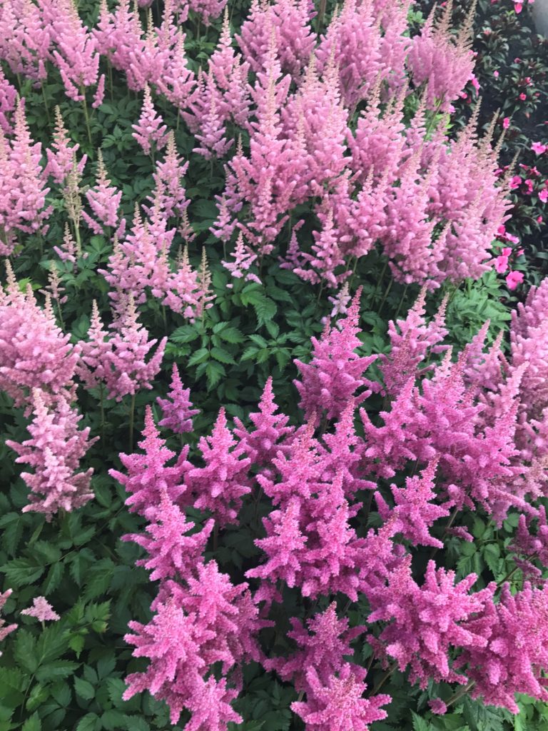 pink Quebec City flowers